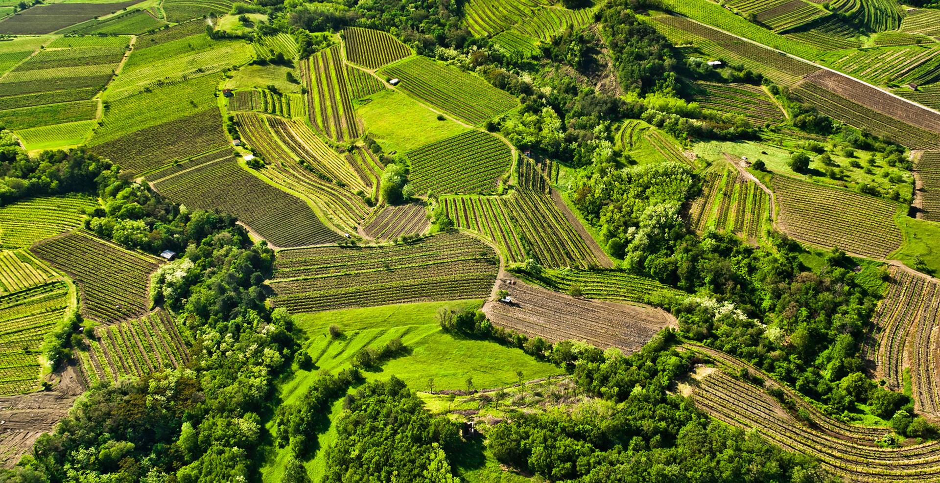 Slovinsko Vipavská dolina Vipava